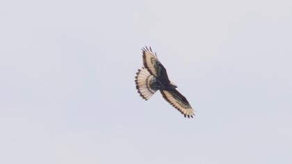 European Honey Buzzard