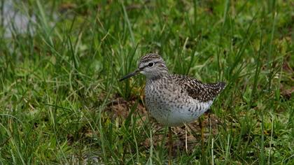 Orman düdükçünü