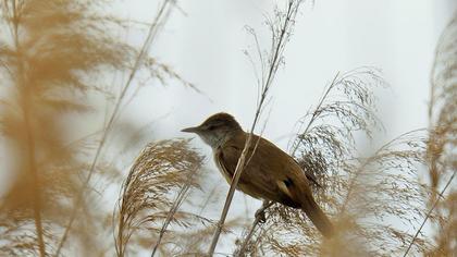 Büyük kamışçın