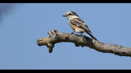 Maskeli örümcekkuşu