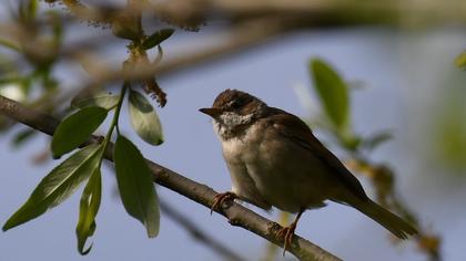 Akgerdanlı ötleğen