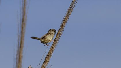 Dikkuyruklu ötleğen