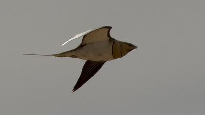 Kılkuyruk bağırtlak