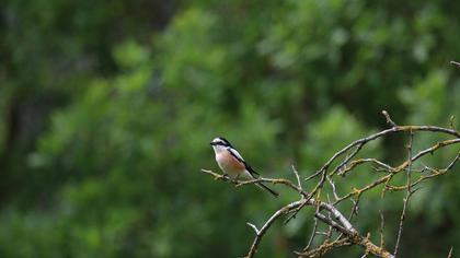 Maskeli örümcekkuşu