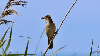Büyük kamışçın