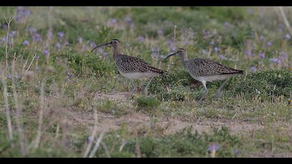 Sürmeli kervançulluğu