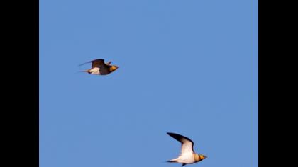 Kılkuyruk bağırtlak