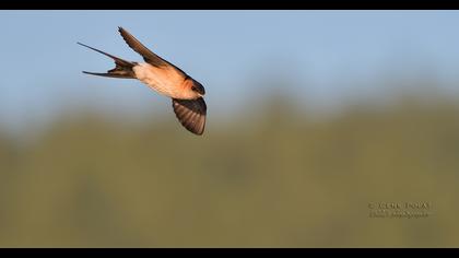 Kızıl kırlangıç