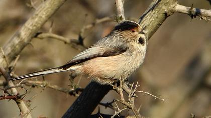 Uzunkuyruklu baştankara