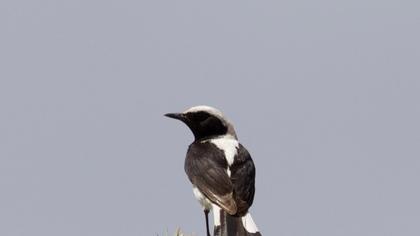 Aksırtlı kuyrukkakan