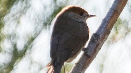 Karabaşlı ötleğen