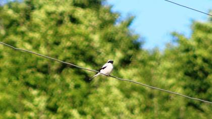 Karaalınlı örümcekkuşu