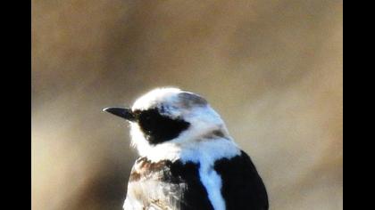 Aksırtlı kuyrukkakan