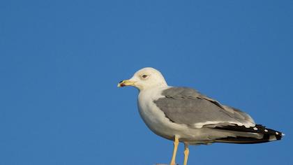 Küçük gümüş martı