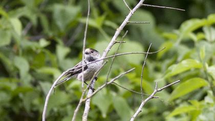 Uzunkuyruklu baştankara