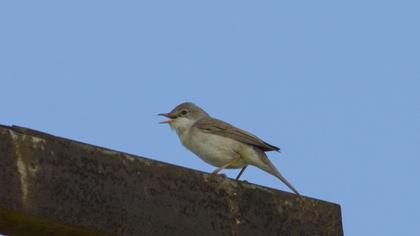Akgerdanlı ötleğen
