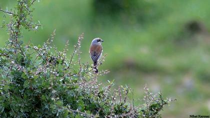 Kızılsırtlı örümcekkuşu