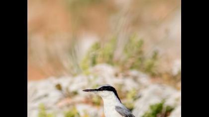 Büyük kaya sıvacısı