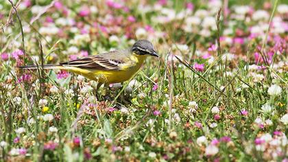 Sarı kuyruksallayan