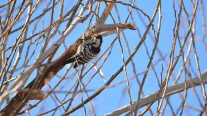 Küçük ağaçkakan