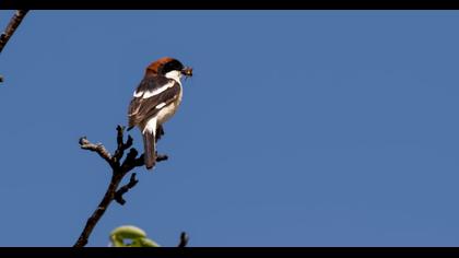 Kızılbaşlı örümcekkuşu