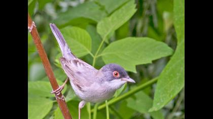 Pembegöğüslü ötleğen