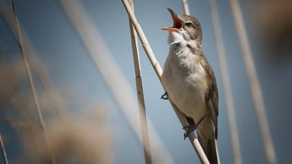 Büyük kamışçın
