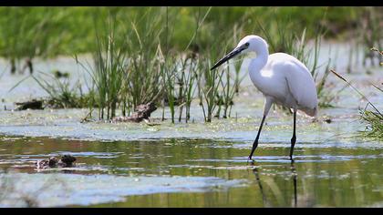 Küçük ak balıkçıl
