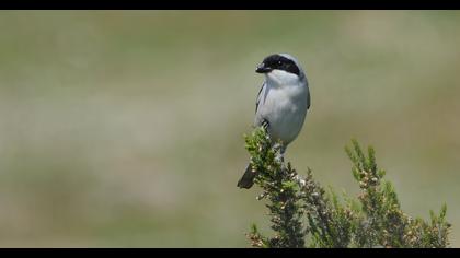 Karaalınlı örümcekkuşu