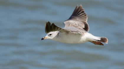 Küçük gümüş martı