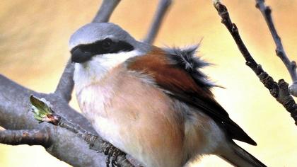 Kızılsırtlı örümcekkuşu