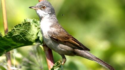 Akgerdanlı ötleğen