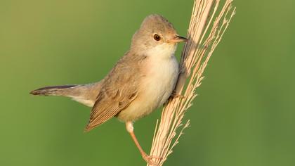 Pembegöğüslü ötleğen