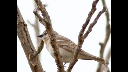 Sarıboğazlı serçe