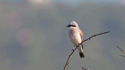 Kızılsırtlı örümcekkuşu