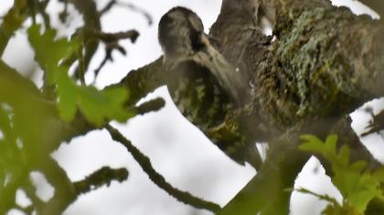 Küçük ağaçkakan