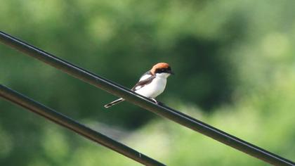 Kızılbaşlı örümcekkuşu
