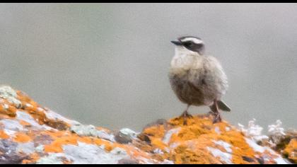 Sürmeli dağbülbülü