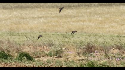 Kılkuyruk bağırtlak