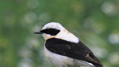 Karakulaklı kuyrukkakan
