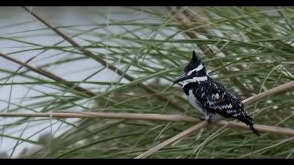 Alaca yalıçapkını