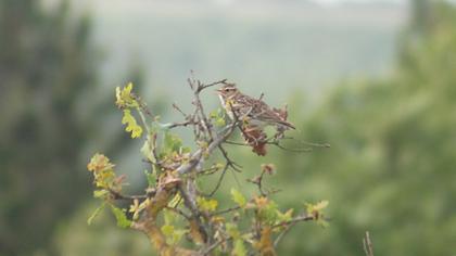 Woodlark