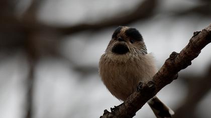 Uzunkuyruklu baştankara