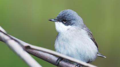 Küçük akgerdanlı ötleğen