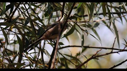 Uzunkuyruklu baştankara