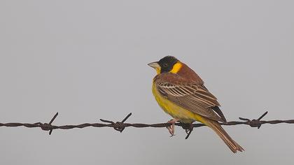 Karabaşlı kirazkuşu