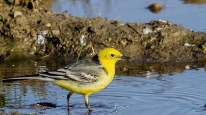 Sarıbaşlı kuyruksallayan