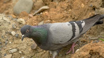 Kaya güvercini