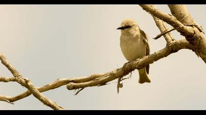 Sarıboğazlı serçe