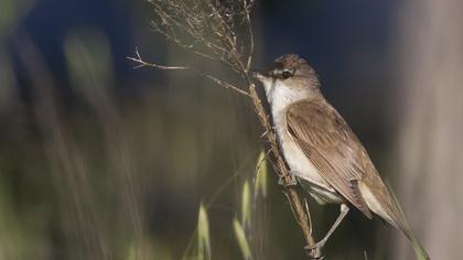 Büyük kamışçın